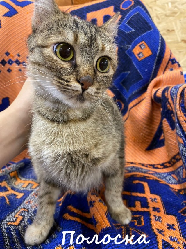 Жизнь домашнего приюта "Котоленд" 361