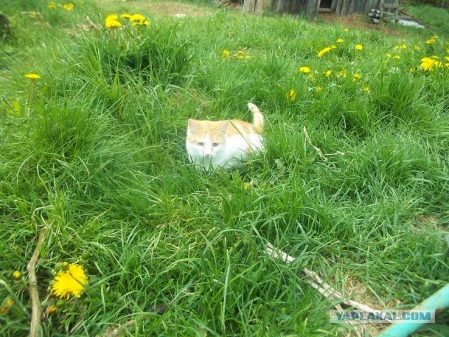 Жизнь домашнего приюта для котеек 445