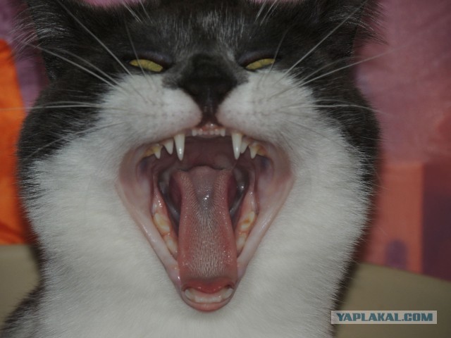 Котовторник 09.04.2013