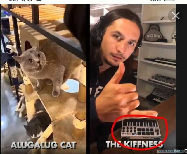 Это чертовски счастливый кот!