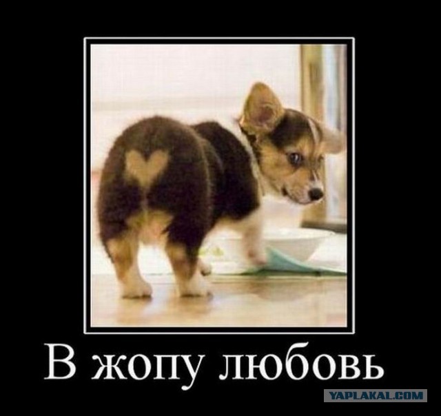 Устали от политики? Тогда посмотрите на котов и собак с очень необычным окрасом
