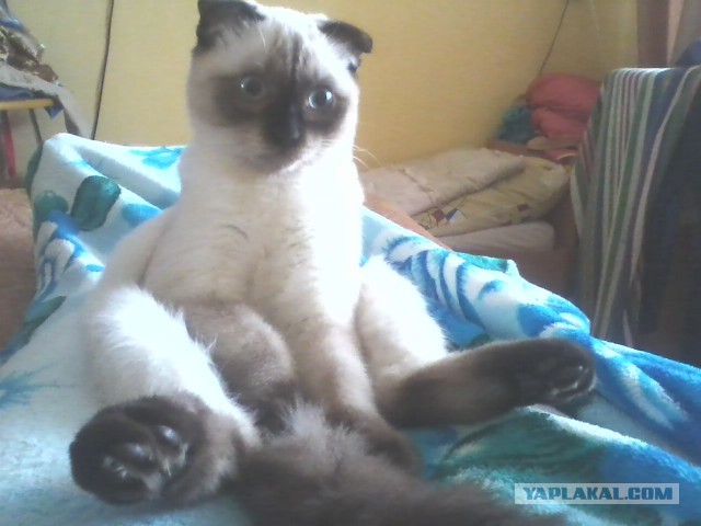 Этот страшный банан