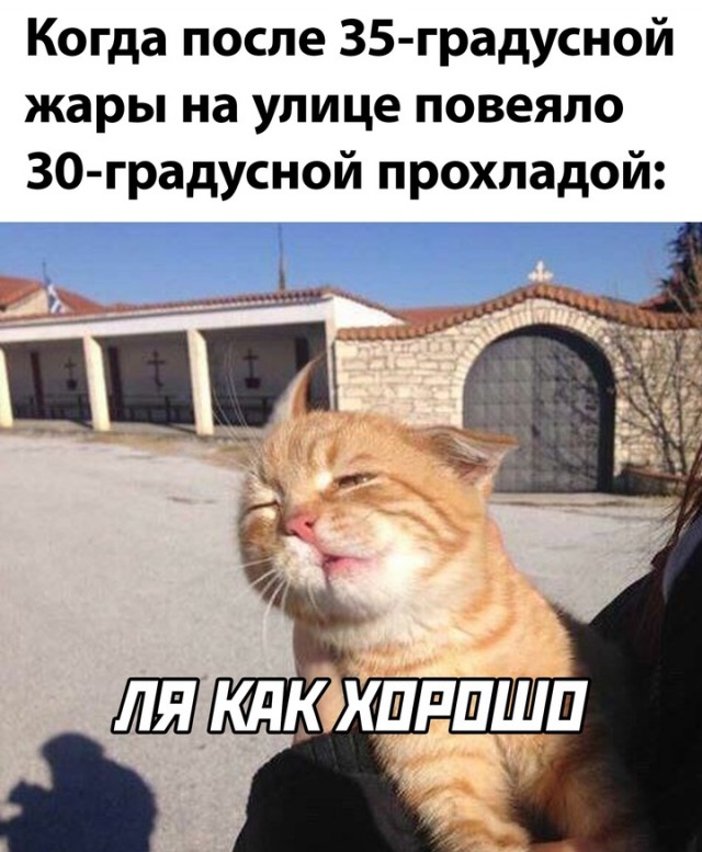 Весёлый полтишок 26.07.24