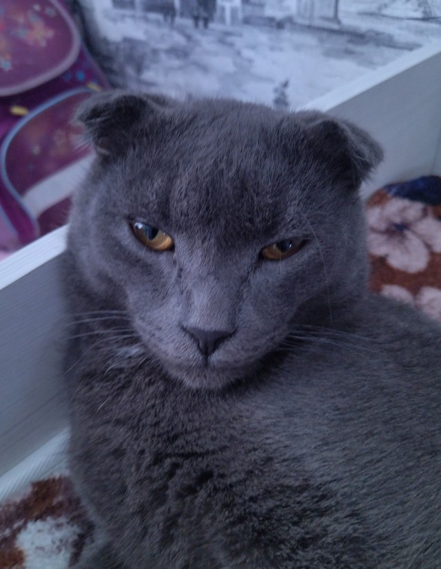 Котовторник