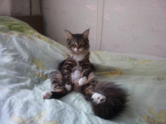 Немного о  Мейн Куне.