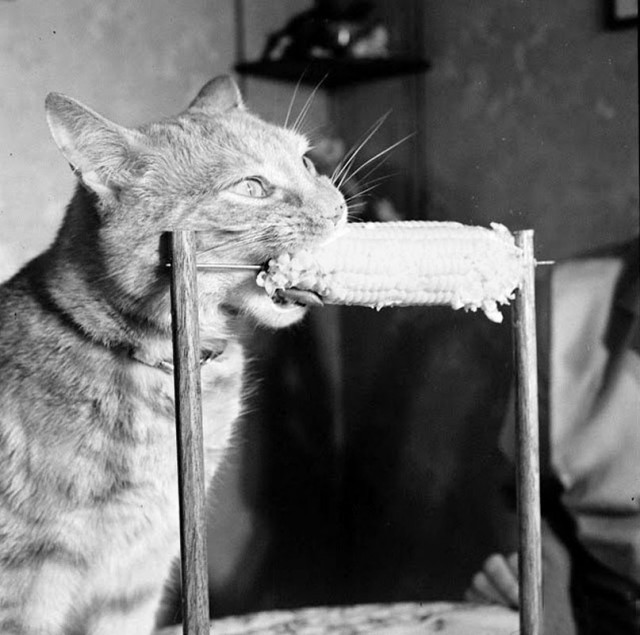 Дневник Домового. Первомай