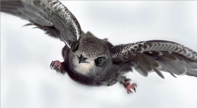 Стригущие воздух.