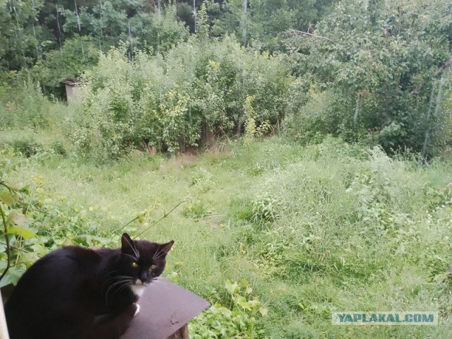 Жизнь домашнего приюта для котеек 551