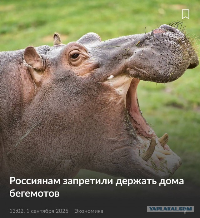 С 1 сентября россиянам официально запрещено держать дома БЕГЕМОТОВ, жирафов, медведей, пум, крокодилов и ещё кучу экзотики — все