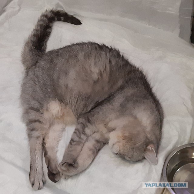 Котэ в возрасте