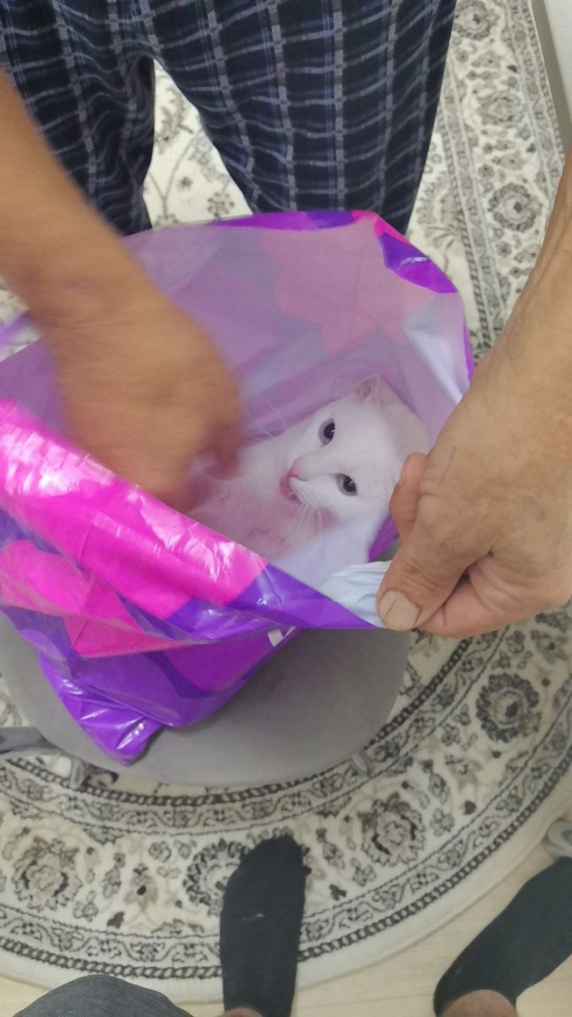 Котовторник же!