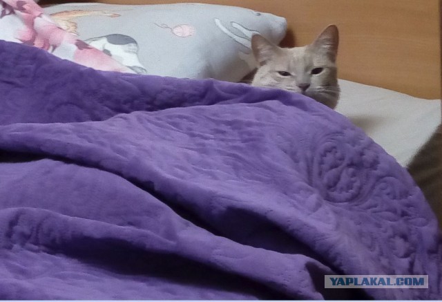 Сдался коту