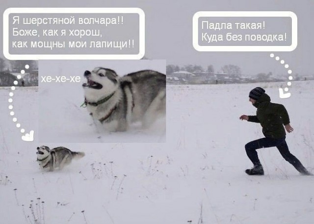 Волк, вцепившийся женщине в лицо, может поплатиться за это жизнью