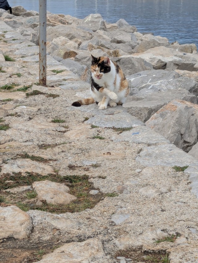 Котовторник из Палермо