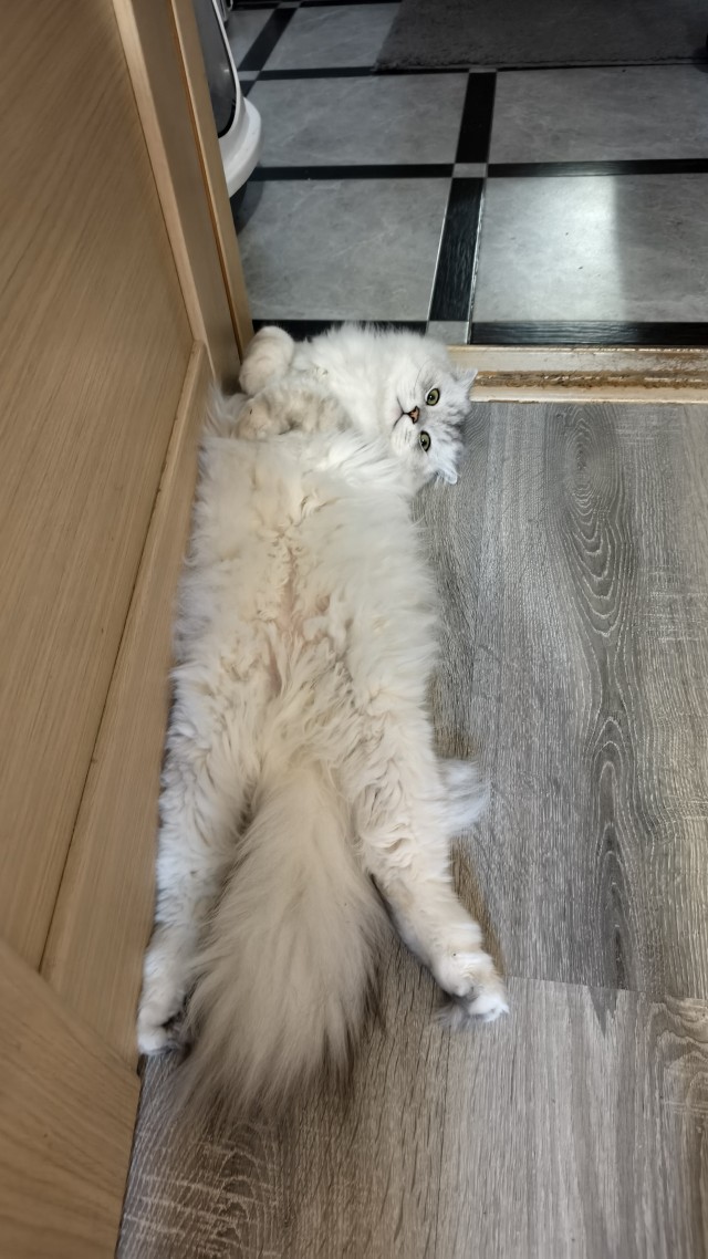 Котовторник. Маруселла.