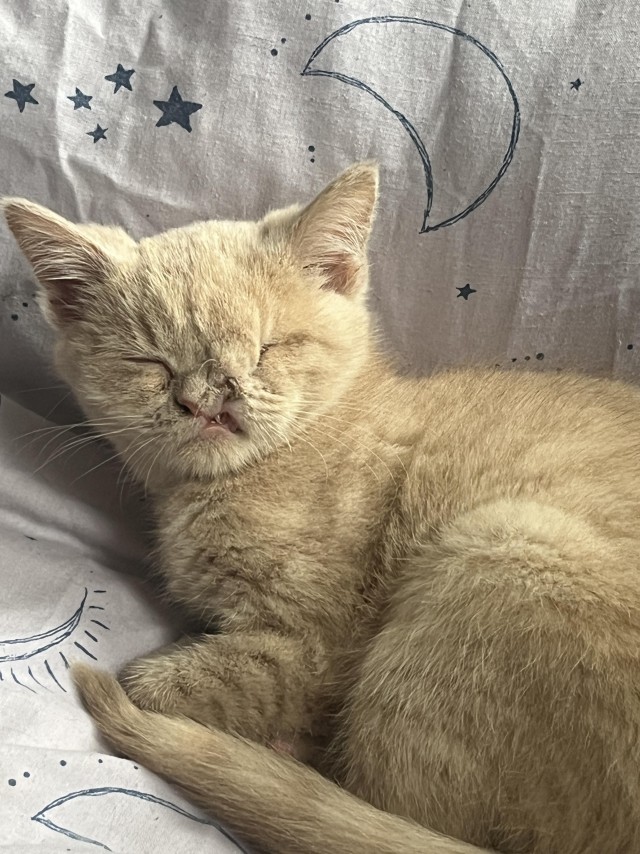 Необычный котёнок Бенни и его друзья