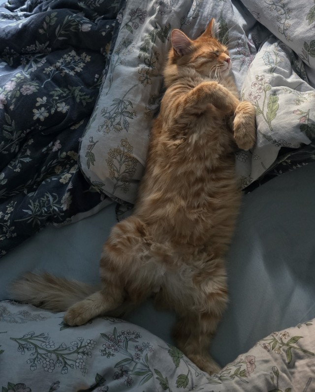 Пристраиваю котэ
