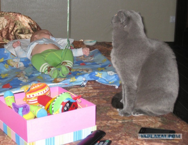 Котовторник 8.10.2013