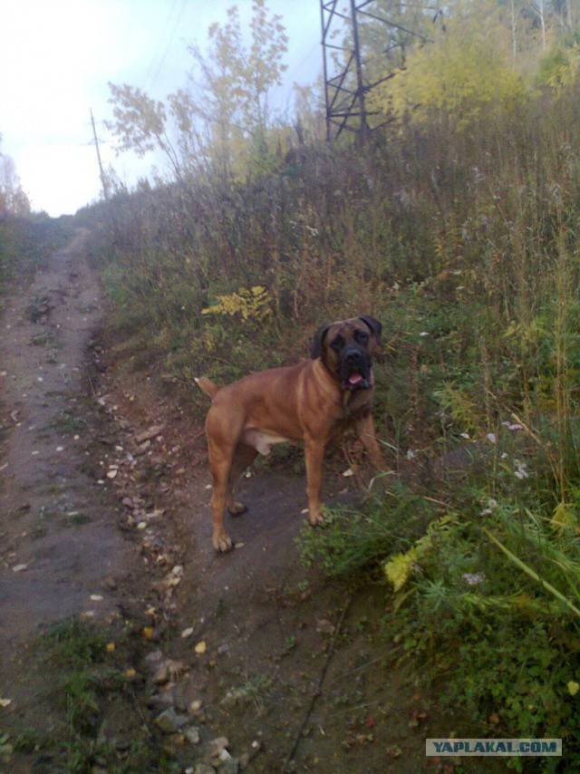 О, my dog