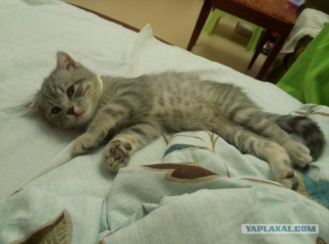 Котовторник 25.02.2014