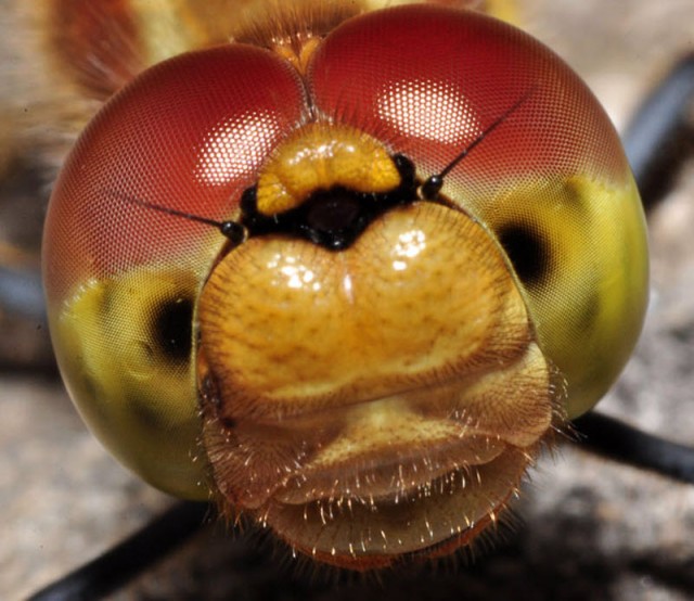 Взглянуть в лицо насекомым