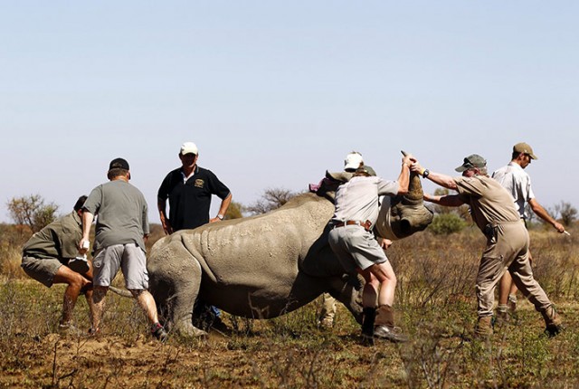 Война за носорогов.