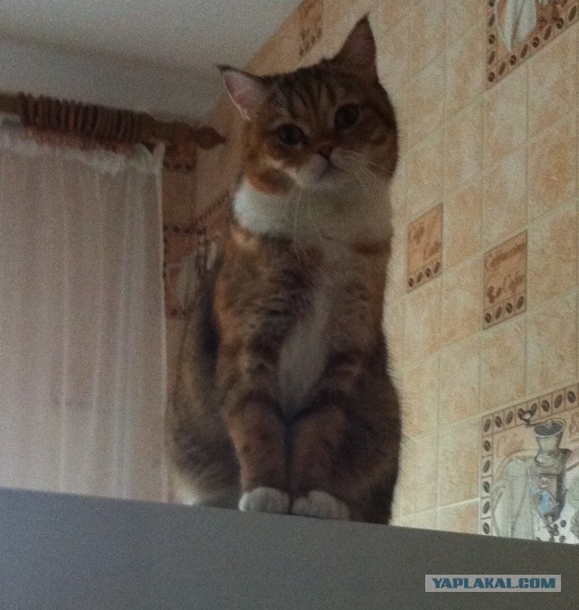 Котовторник 01.04.2014
