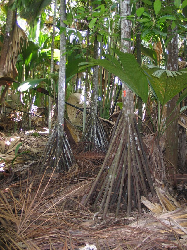Как я съездил на Сейшелы