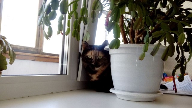 Котовторник   15.04.2014