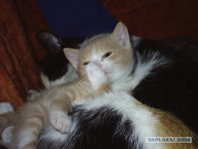 Котовторник 6.05.2014