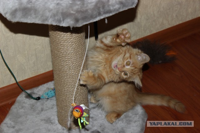 С Котовторником!
