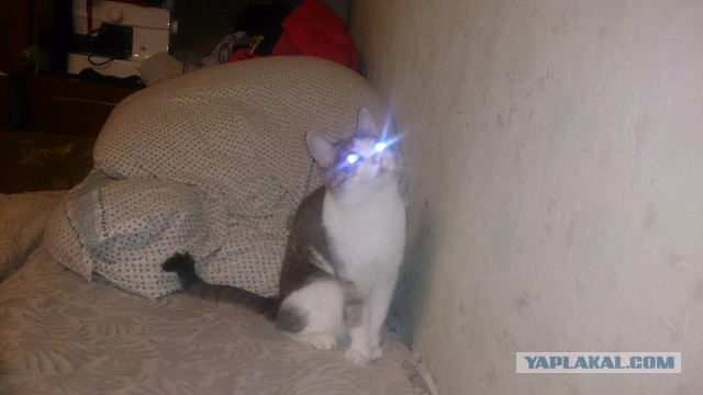 Котовторник 02.09.2014