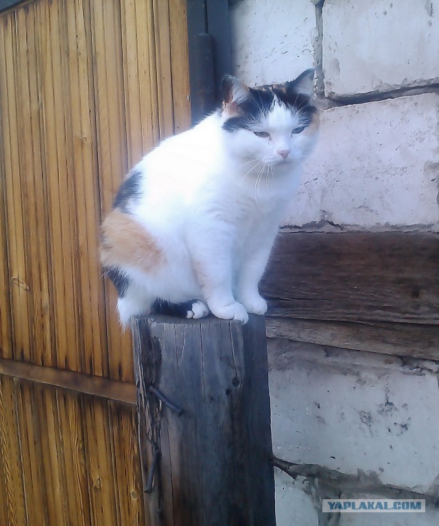 Котовторник 16.09.14