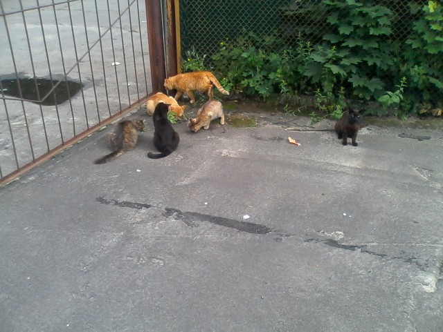 Котовторник 7.10.2014