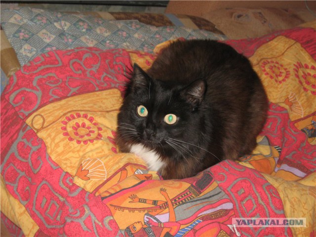 28 "котопирожков"