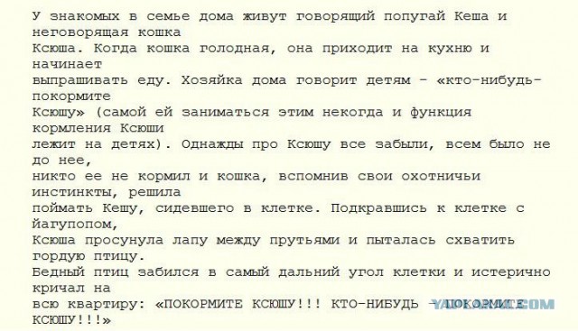 Братишки, я вам картинок принёс!