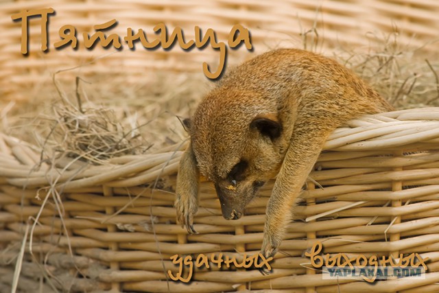 Смешные картинки