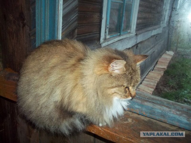 Жизнь домашнего приюта для котеек 36