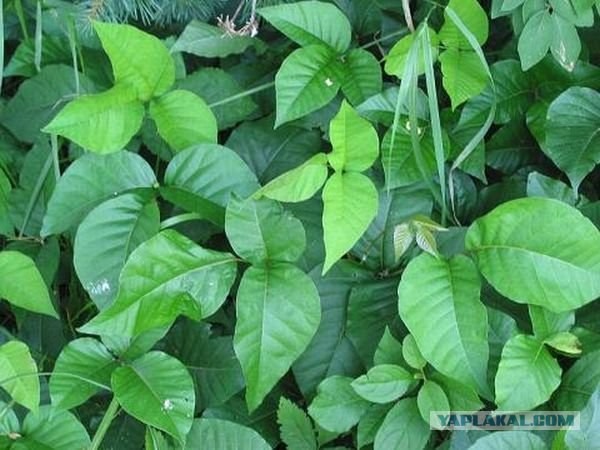 10 самых ядовитых растений