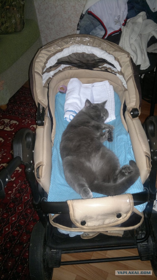 Котовторник 30.12.2014