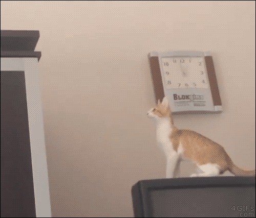 Котэ чуток на расчитал