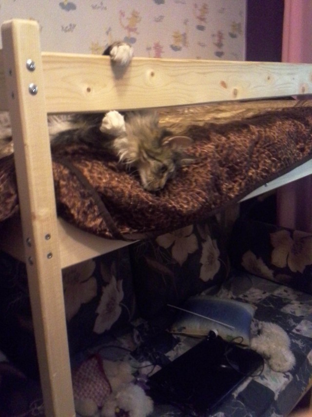 Котовторник 09.06.2015