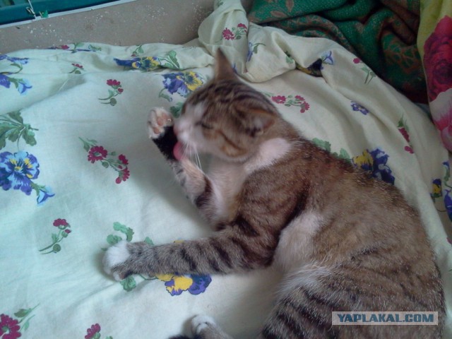 Котовторник 7.07.2015