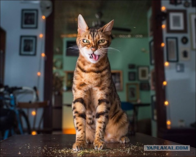 Картинки
