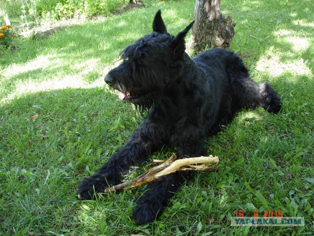 Припозднившийся собакочетверг