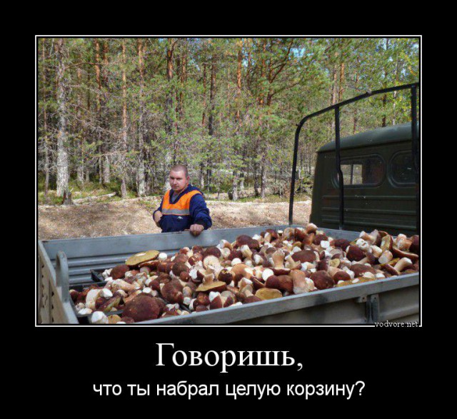Поход за грибами
