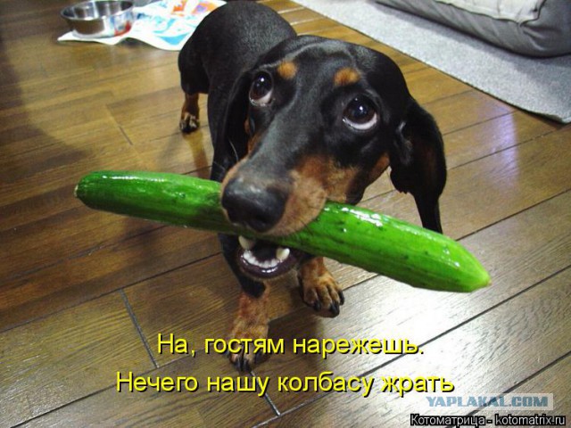 Собакочетверг 17.09.2015