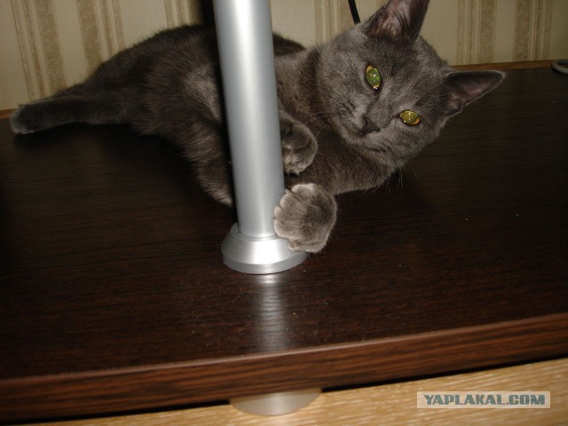 Котовторник 29-09-2015,