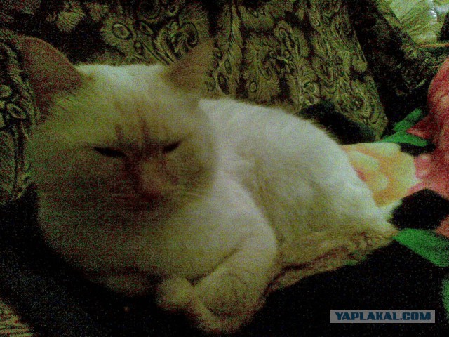 Котовторник 20.10.2015