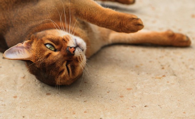 Пост невероятной кошачьей красоты. 25 фот.